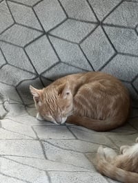 Ginger Snap - Photo 4