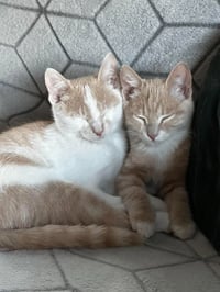 Ginger Snap - Photo 3