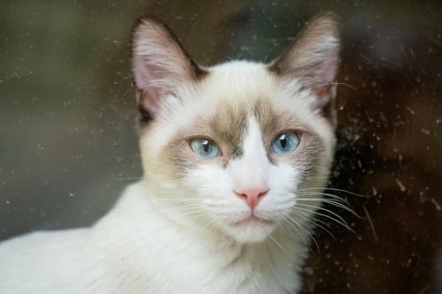 MAPACHE - Domestic Short Hair available for adoption