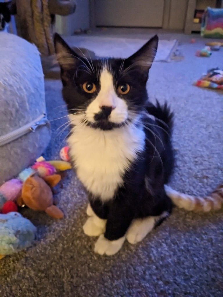 BELLA - Domestic Long Hair available for adoption