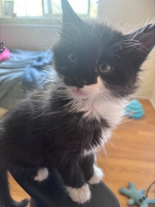 ORPHEUS - Domestic Medium Hair available for adoption