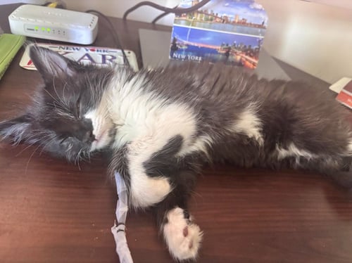 ORPHEUS - Domestic Medium Hair available for adoption