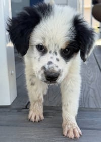 Scout - Photo 4