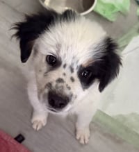 Scout - Photo 2