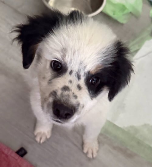 SCOUT - Border Collie available for adoption