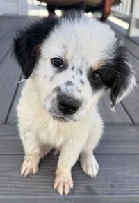 Scout - Photo 3