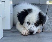 Scout - Photo 1