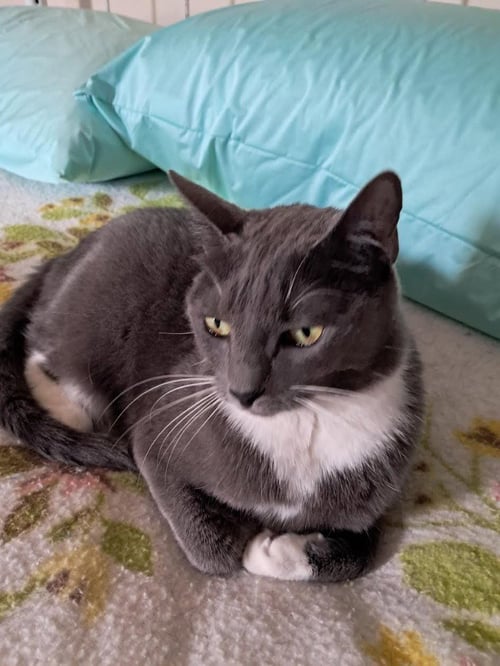 RUBY - Domestic Short Hair available for adoption