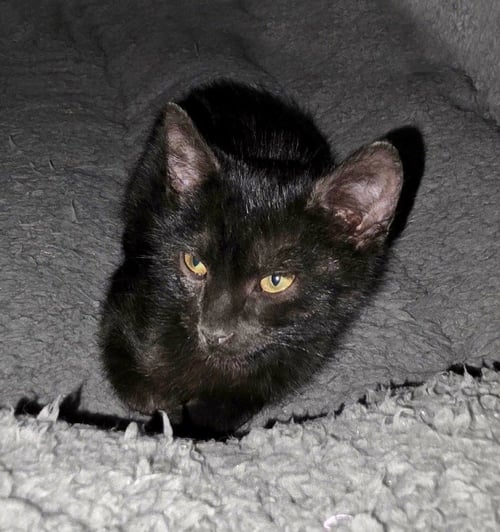 MAUI - Domestic Short Hair available for adoption