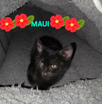 Maui - Photo 4