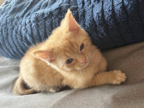 DORITO - Domestic Short Hair available for adoption
