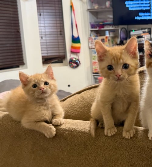 DORITO - Domestic Short Hair available for adoption