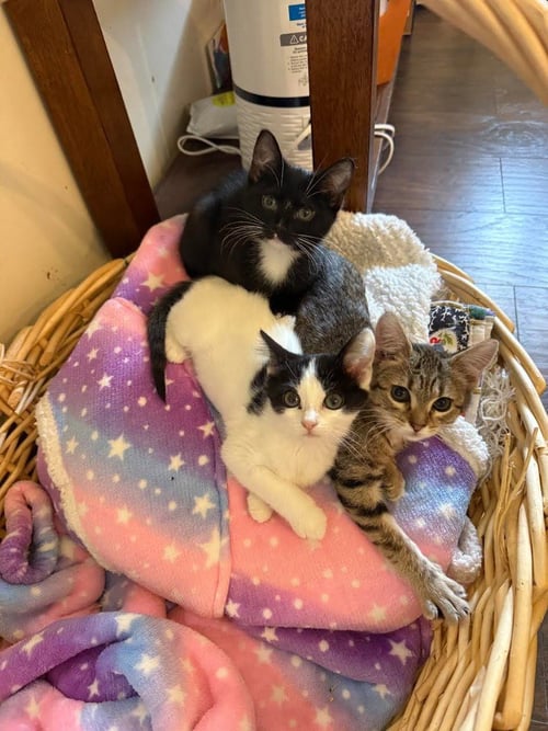 BENNY - Domestic Short Hair available for adoption