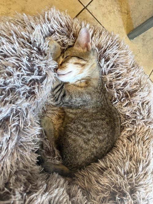 BENNY - Domestic Short Hair available for adoption