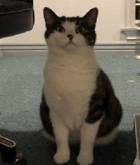Tilly - Photo 4