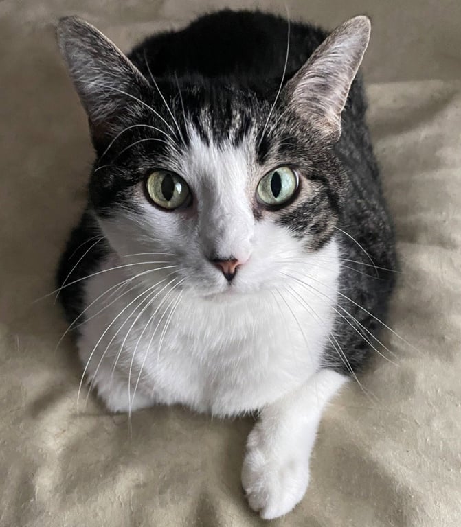 Tilly Image