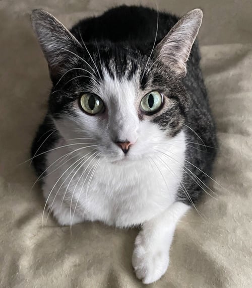 TILLY - Domestic Short Hair for adoption in Salt Lake City