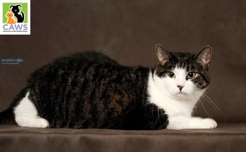 TILLY - Domestic Short Hair available for adoption