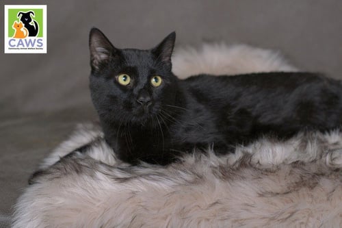 SCOOBY - Domestic Short Hair for adoption in Salt Lake City