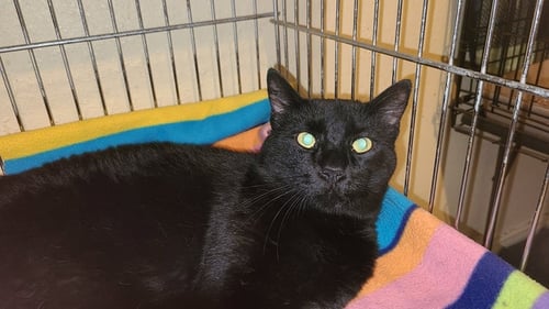 SCOOBY - Domestic Short Hair available for adoption
