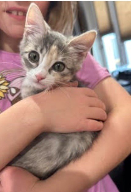DANDELION - Domestic Short Hair available for adoption