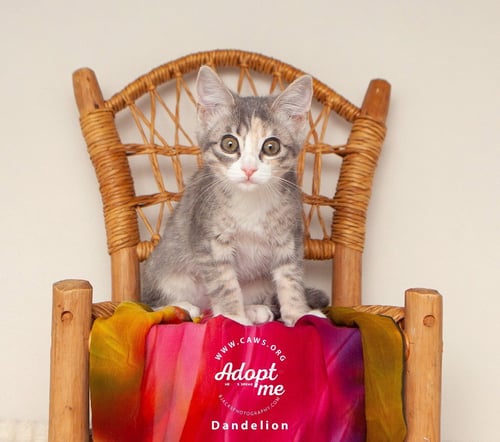 DANDELION - Domestic Short Hair available for adoption