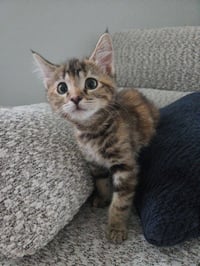 Tiare - Photo 1