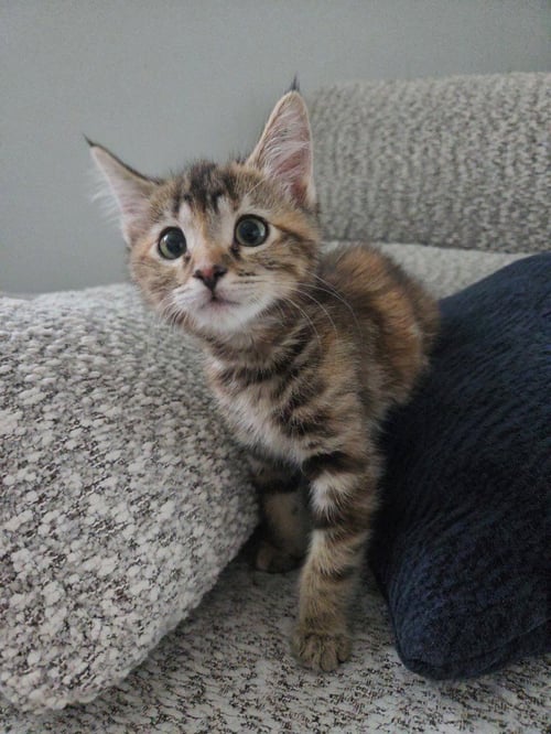 TIARE - Domestic Short Hair available for adoption