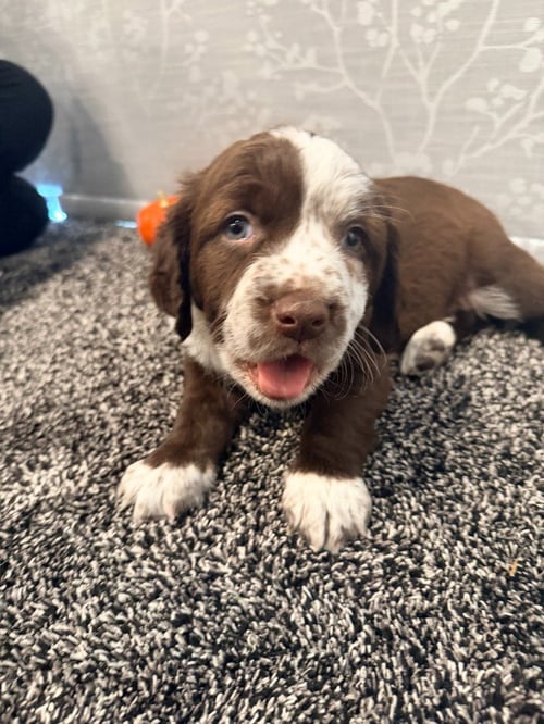 HOBBIT - Australian Cattle Dog/Blue Heeler available for adoption