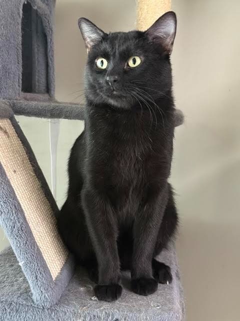 NEVEL FURRBOTTOM - Domestic Short Hair available for adoption