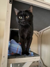 Nevel Furrbottom - Photo 3