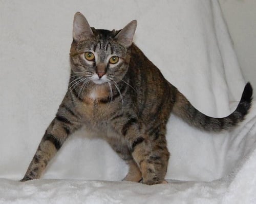 CHILI - Domestic Short Hair available for adoption