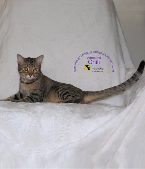 CHILI - Domestic Short Hair available for adoption