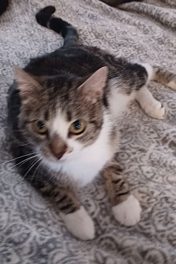 MOMMA JOY - Domestic Short Hair available for adoption