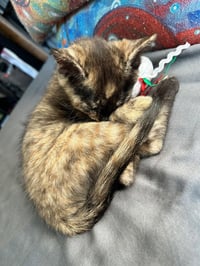Pixie Biscuit - Photo 4
