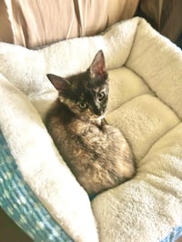 Pixie Biscuit - Photo 3