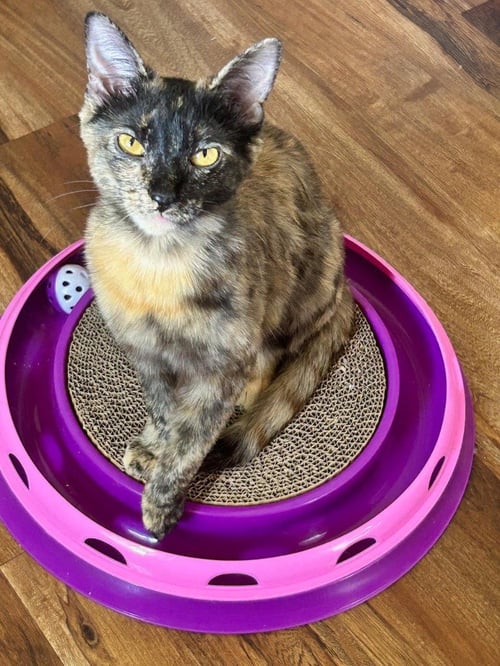 PIXIE BISCUIT - Domestic Short Hair available for adoption