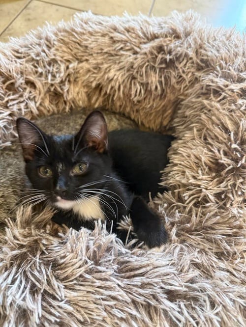 SIREN - Domestic Short Hair available for adoption