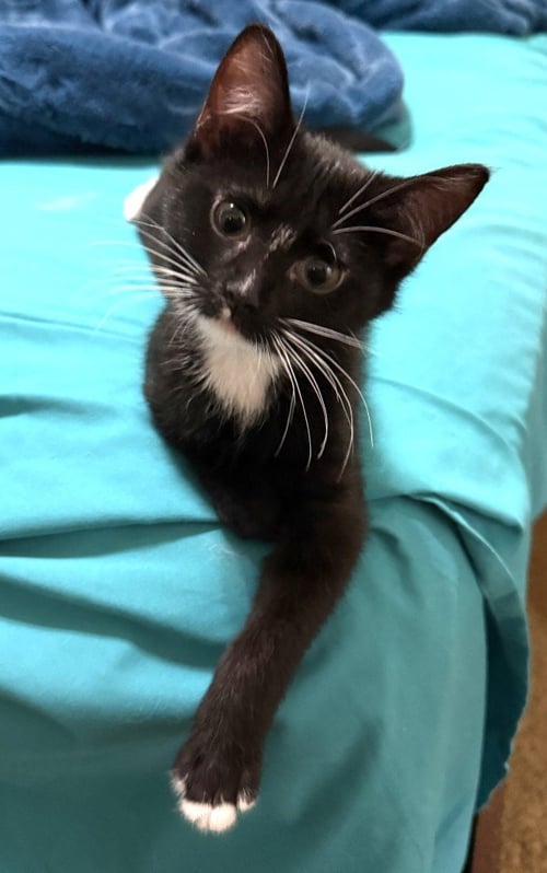 SIREN - Domestic Short Hair available for adoption