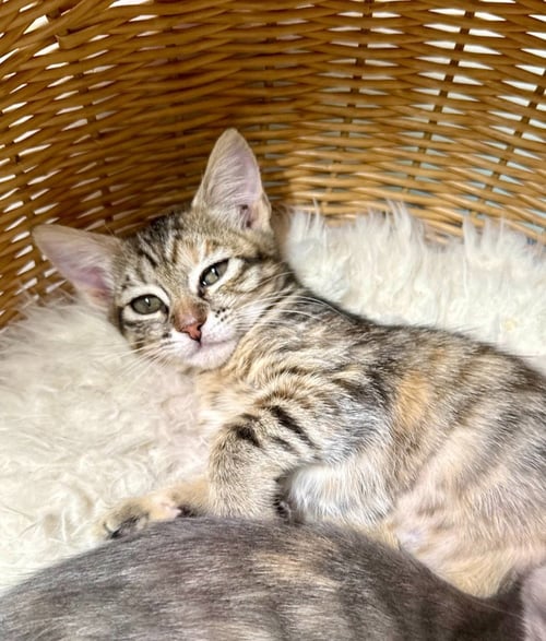 MILLIE - Domestic Short Hair available for adoption