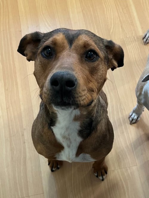 PENNY - Pit Bull Terrier available for adoption