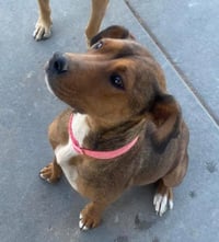 Penny - Photo 3