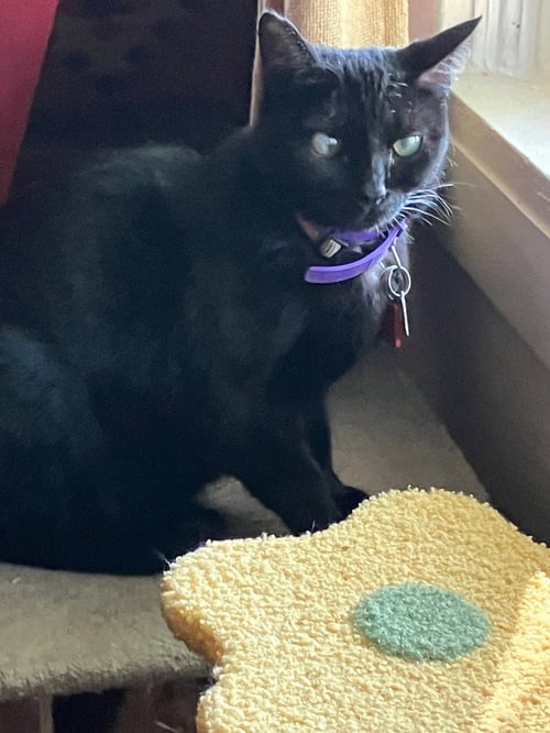 BABY GIRL - Domestic Medium Hair available for adoption