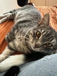 Dusty - Photo 4