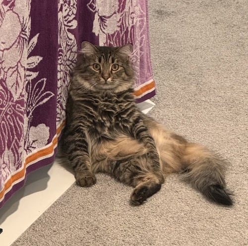 SUZUME - Domestic Long Hair available for adoption