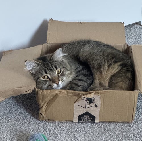 SUZUME - Domestic Long Hair available for adoption