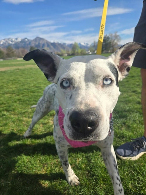 BLUE CHEESE - Australian Cattle Dog/Blue Heeler / Terrier for adoption in Salt Lake City