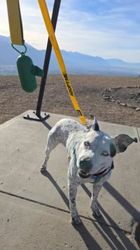 Blue Cheese - Photo 2