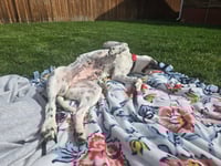 Blue Cheese - Photo 3