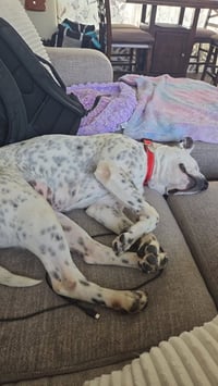 Blue Cheese - Photo 4